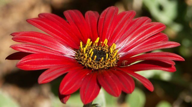 Как отличить между собой цветы похожие на ромашку. Виды и их описание